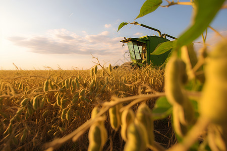 田野中的大豆背景图片