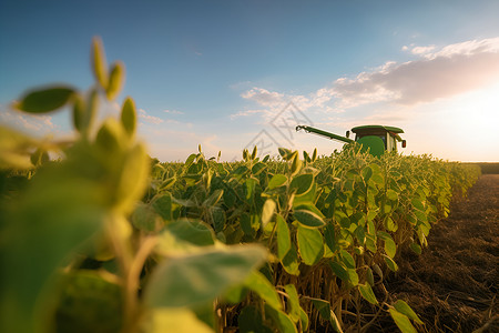田野中种植的大豆背景图片