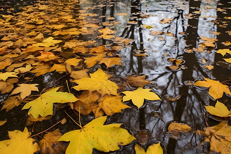 秋季水面上的落叶背景图片