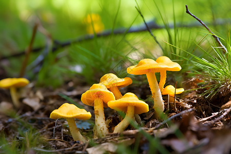 森林中的黄色蘑菇背景图片