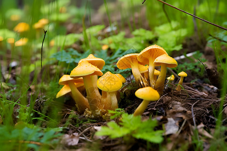 森林中的野生蘑菇背景图片