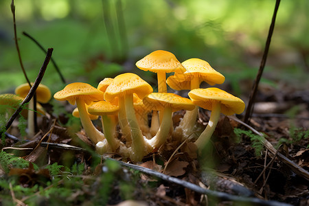 森林中生长的蘑菇背景图片