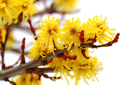 树枝上盛开的黄花背景图片
