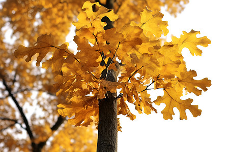 秋天中的金色树叶背景图片