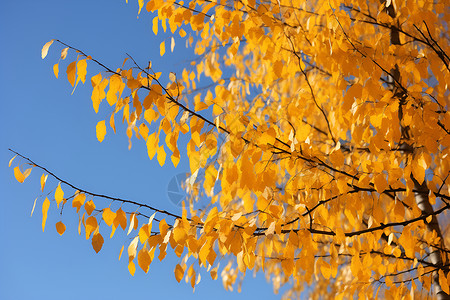 金黄叶子的树背景图片