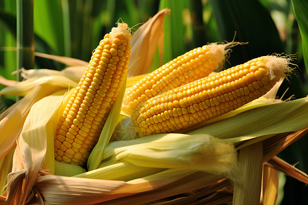 成熟玉米一片玉米地背景