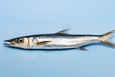 新鲜食材鱼背景图片