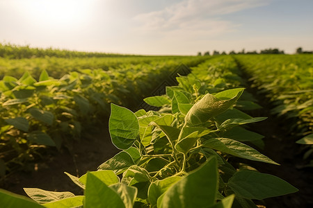 农业种植的大豆田野背景图片