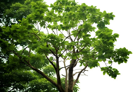 厂家实力充满活力的绿植树木背景