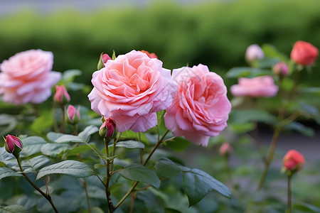 花园中绽放的玫瑰花朵背景图片