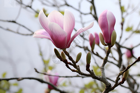 春日花开的玉兰花花朵背景图片