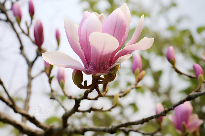 春季花园中绽放的玉兰花花朵图片