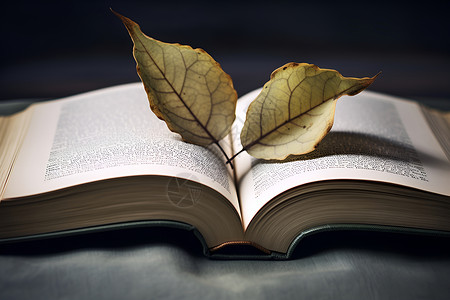 桌面书籍上的树叶背景图片