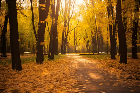 秋季地面上的树叶背景图片