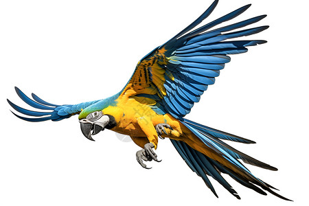 彩色鹦鹉空中飞翔的鹦鹉背景