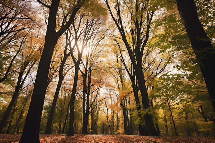 秋季的树林树叶图片