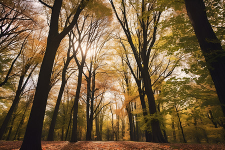 秋季的树林树叶背景图片