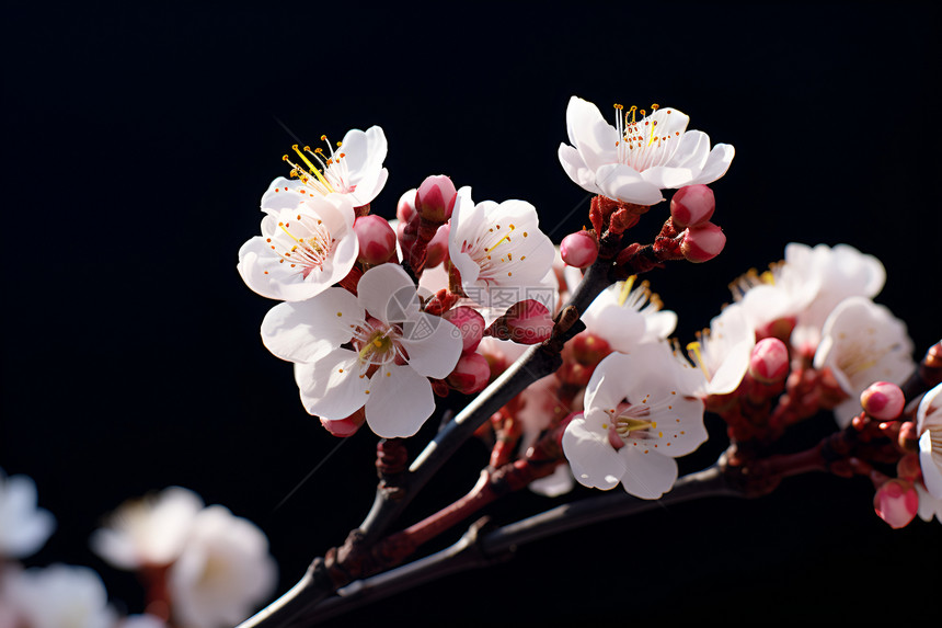 花园中绽放的樱花花朵图片