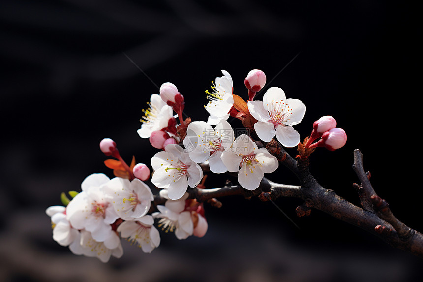 春日里盛开的白粉樱花图片