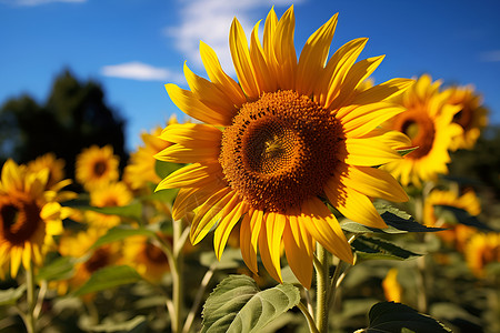 金黄色的农业向日葵背景图片