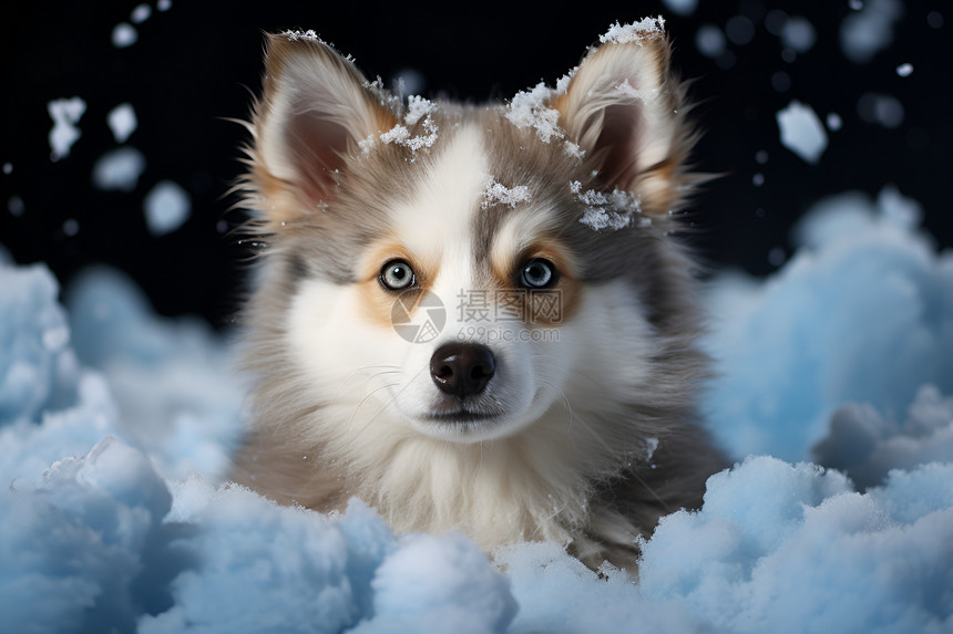 雪地玩耍的哈士奇幼犬图片
