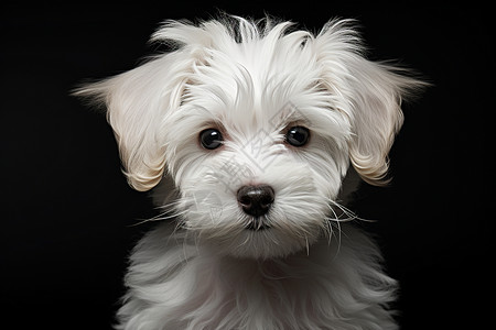 白色皮毛的宠物狗狗背景图片