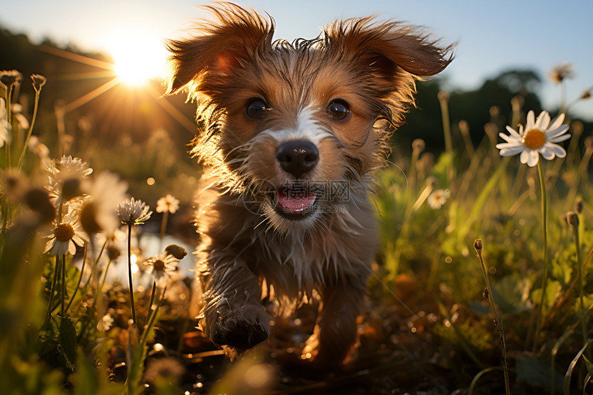 阳光下奔跑的小狗图片