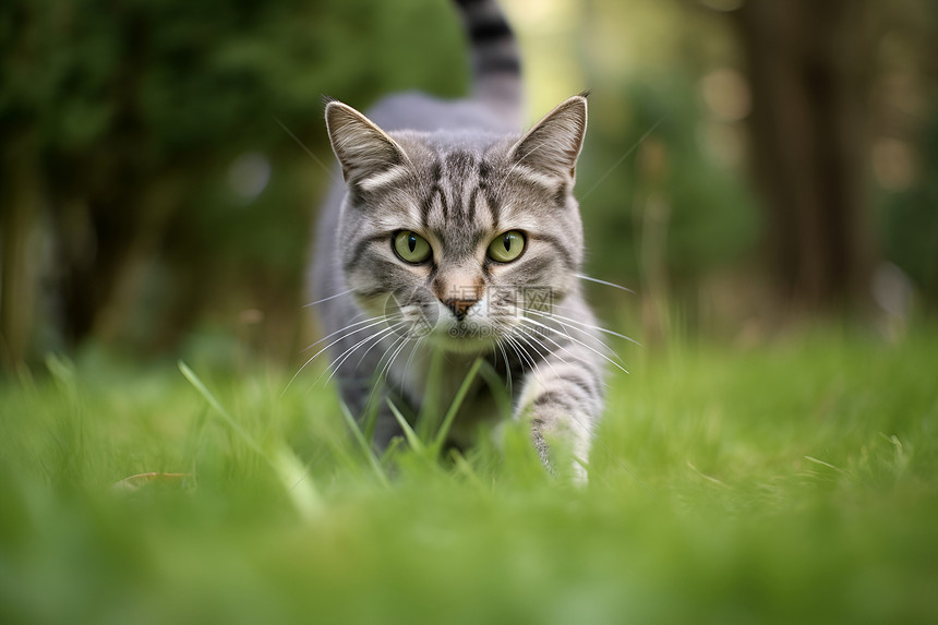 草坪上行走的猫咪图片