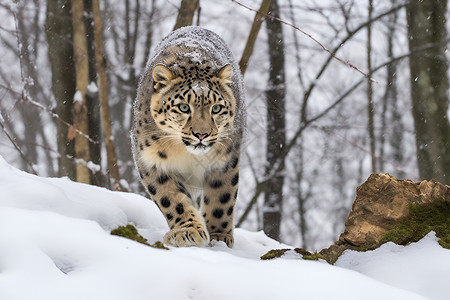 冬季户外的豹子背景图片