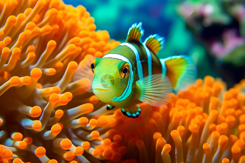 小丑鱼在橙色珊瑚礁中图片