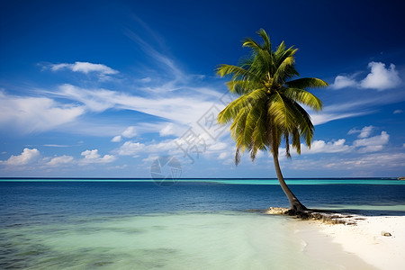 沙子上的棕榈树背景图片