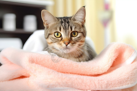 粉色毯子里的猫咪背景图片