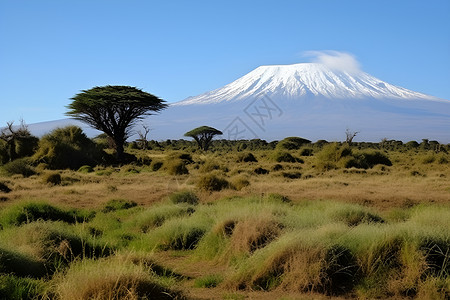 碧绿的草地雪山下的碧绿草原背景