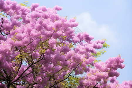 盛开的紫色花树背景图片