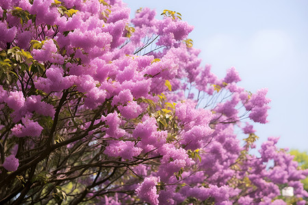 盛放的紫色花树背景图片