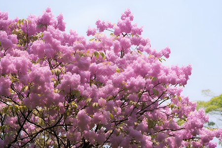 蓝天下绽放的紫色花树高清图片