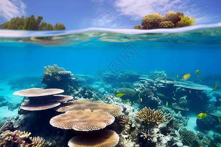 多彩珊瑚礁背景图片