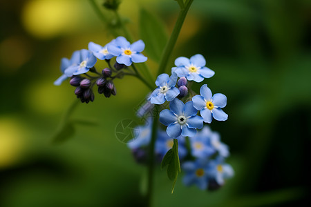 蓝色的野花背景图片