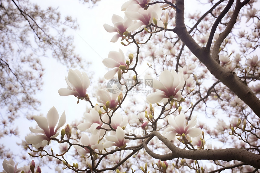 盛开的白花图片