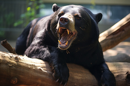 黑熊趴在一根木头上背景图片