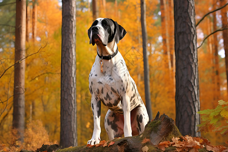 落叶上坐着的狗狗背景图片
