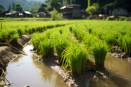稻谷发芽绿油油的农作物背景
