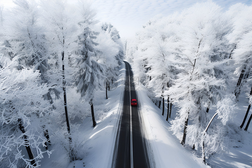道路两侧结冰的树木图片