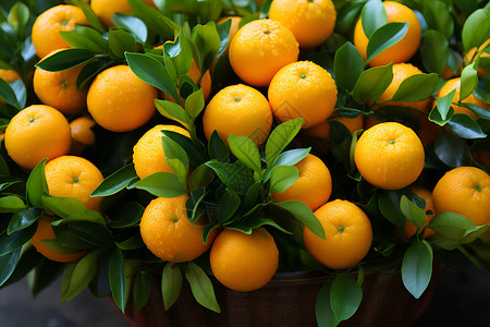 橘子果园美味的橘子背景