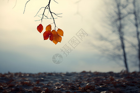 树上的萧瑟红叶背景图片