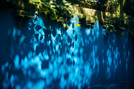 蓝墙上的树叶光影背景图片