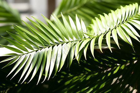 翠绿的棕榈树背景图片