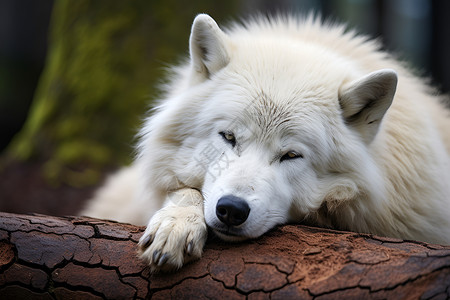 森林白狼休憩中背景图片