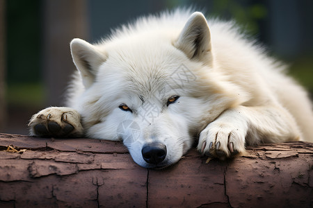 阿尔山白狼峰树干上白狼在午睡背景