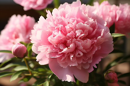 一张近拍的粉色花朵背景图片